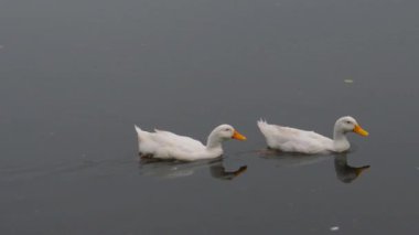 Ördekler su kuşları (kazlar, Anatidae veya su kuşları) göl su yüzeyinde yüzerler. Beraberlikteki hayvanlar arka planda. Vahşi temalardaki hayvanlar.