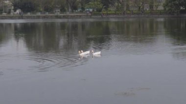 Üç ördek kuşu su deniz kuşu (kazlar, Anatidae veya su kuşları) bir halk parkının göl su yüzeyinde yüzer ve yüzer. Beraberlikteki hayvanlar arka planda. Vahşi temalardaki hayvanlar.