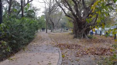 Gün batımında güzel Autumn Park. Ağaçlarla kaplı orman yolu bahar zamanı dökülen yapraklarla doludur. Rabindra Sarovar göl bölgesi, Kolkata Batı Bengal Hindistan Güney Asya Pac
