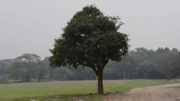 Gran Árbol Banyan Solo Paisaje Pradera Verde Escena Rural Horizonte — Vídeos de Stock