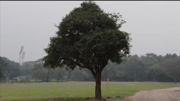 Een Enkele Eik Boom Een Weide Zonsondergang Zomer Landelijk Landschap — Stockvideo