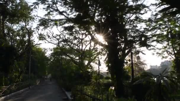 Zomerzon Schijnt Door Het Bladerdak Van Hoge Bomen Zonsondergang Zonlicht — Stockvideo