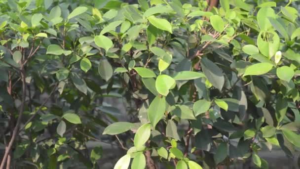 Green Branch Plant Leaf Sunlight High Angle View — Stock Video