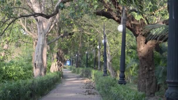 Belo Parque Outono Pôr Sol Caminho Florestal Coberto Com Árvores — Vídeo de Stock