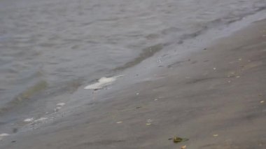 Deniz kıyısında yürüyen yalnız bir kadının yakın çekimi. Dalgalar ıslak kumlu zemine çarpıyor. Tropik bir sahil adasında güneşli bir günde çekilmiş hareketli bir görüntü. Goa Hindistan
