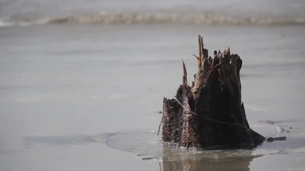 潮湿的树干和破碎的海浪的热带海滩岛 海上天气 大自然的力量背景 在沿海地区洪水泛滥前采取的措施 — 图库视频影像