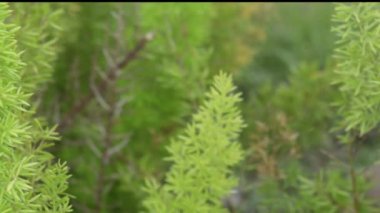 Rüzgarda savrulan yeşil yapraklar. Güneş ışığında büyüyen yeşil yaprak ve dokunun görüntüsü. Doğanın hareketli görüntüsünü kapat. Doğal yeşillik ortamı. Arkaplan ya da duvar kağıdı olarak kullan.