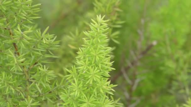 Gröna Löv Som Blåser Vinden Utsikt Över Gröna Blad Och — Stockvideo