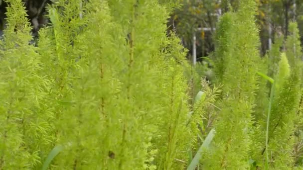 Πράσινα Φύλλα Που Φυσούν Στον Άνεμο Άποψη Του Πράσινου Φύλλου — Αρχείο Βίντεο