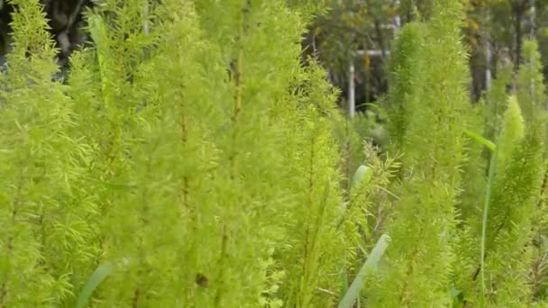 Hojas Verdes Soplando Viento Vista Hoja Verde Textura Creciendo Luz — Vídeo de stock