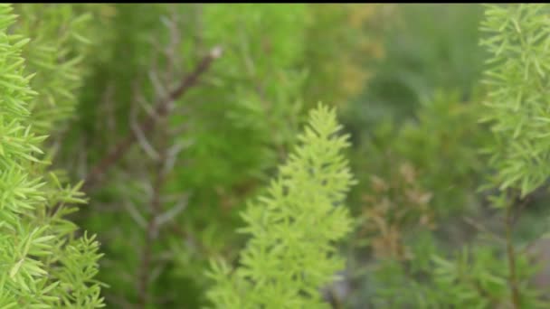 Frunzele Verzi Suflă Vânt Vedere Frunze Verzi Textură Creștere Lumina — Videoclip de stoc