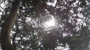 Uzun ağaçların tepesinde parlayan yaz güneşi. Aralık 'ta gün batımı. Orman ormanı ortamı.