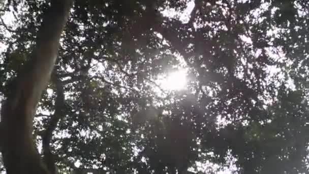 Summer Sun Shining Canopy Tall Trees Sunset Sunlight Pada Bulan — Stok Video