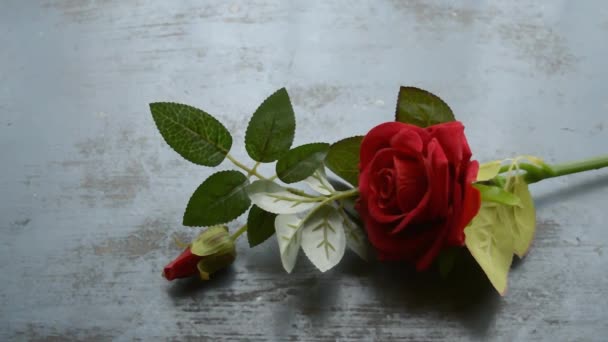 Red Rose Flower Rustic Floor Nature Still Life Love Romantic — Stock Video  © SB_Stock #373168916