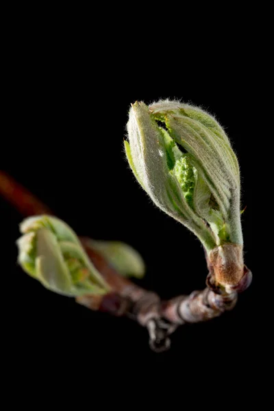 Kweken Van Jonge Plant Zaailing Een Donkere Bakgrond — Stockfoto