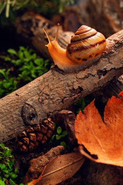 Bir salyangoz eski bir ağaç dalı boyunca bahçede seyahat eder. Makro atış. Makro fotoğrafçılık dünyası. Masaüstü akıllı telefon veya tablet için arkaplan