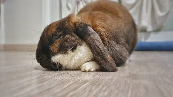Cute Domestic Rabbit Resting Indoors — Stock Photo, Image