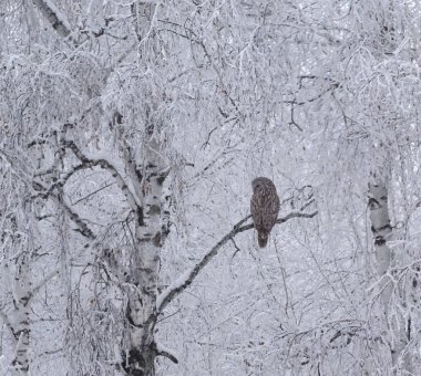 Karlı bir ormanda vahşi bir baykuş