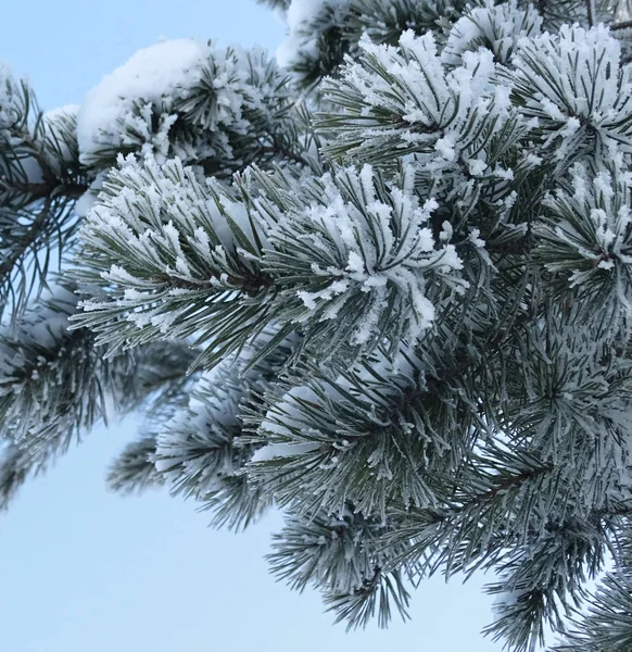Ramo de árvore de Natal na neve — Fotografia de Stock