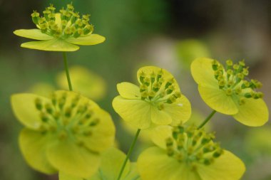 Yeşil kızılötesi ışınlar kapanıyor