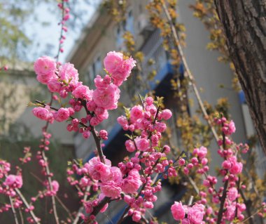 Doğanın Macro fotoğrafı pembe sakura çiçekleri. Pembe tomurcuklu Japon Sakura çiçekleri..