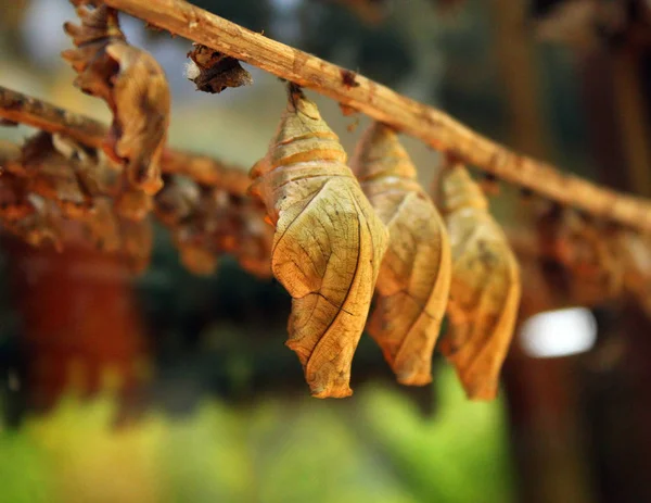 Butterfly pupae hang on a branch — Stock Photo, Image