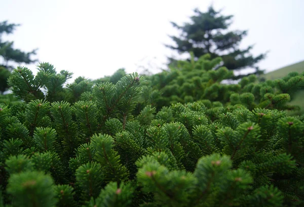 Dense thickets in the taiga. The branches of a green fir. — Stock Photo, Image