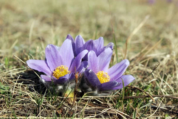 Snowdrop or Pasque flower. Delicate spring flower is one of the spring symbols
