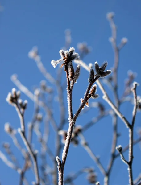 Planta fosca no fundo do céu azul — Fotografia de Stock