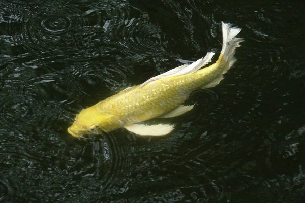 Big Yellow Carp Water View Top — Stock Photo, Image