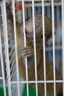 Kafesteki küçük kemirgen. Izgaraların yanında oturan umutsuz sincap. Standart olmayan koşullarda tutuluyor.
