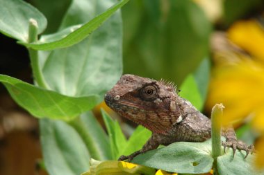 Egzotik tropik hayvan. Yeşil çimenli arka planda bir kertenkele başka yöne bakıyor.