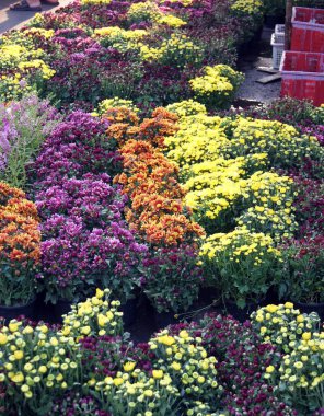 Renkli çiçek açan kasımpatılar sağlam arkaplan