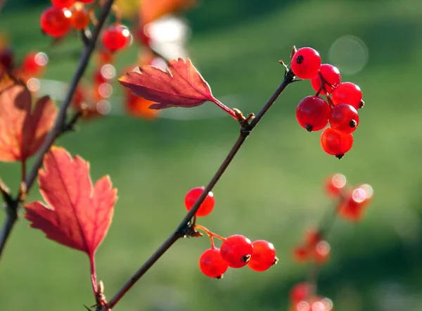 Rote Johannisbeeren werden von der Sonne auf einem Zweig hervorgehoben — Stockfoto