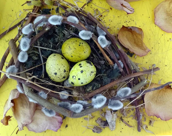 Ovos de codorna amarelos em um pequeno ninho — Fotografia de Stock