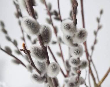 Pussy willow flowers on the branch, blooming verba in spring forest. Palm Sunday symbol