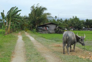 Kırsal yaşam. Filipinler 'de fakir bir çiftçinin evinin yakınındaki tarlada bir bufalo.