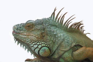 Yeşil iguana. İguana başını beyaz arkaplanda kapat