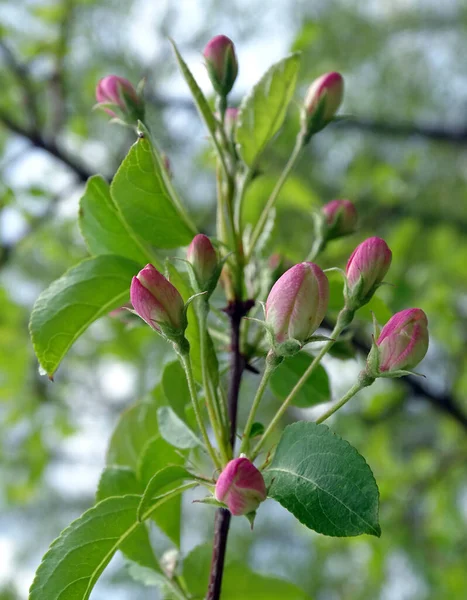 Frühlingserblühen Garten Apfelbaumzweig Mit Zartrosa Ungeöffneten Knospen — Stockfoto