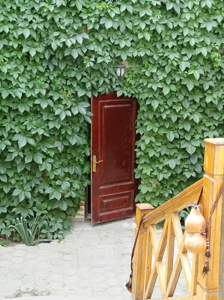 Дверь в густую листву дикого винограда в саду — стоковое фото