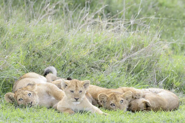 Lion cubs playing on the savanna next to mother