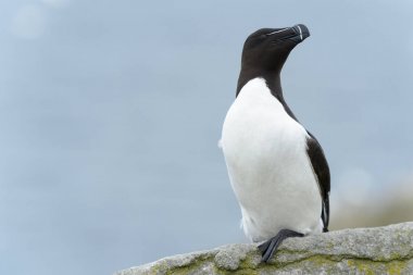 Razorbill kıyı cliff üzerinde