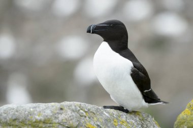 Razorbill kıyı cliff üzerinde