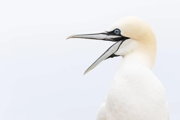 Retrato de gannet del norte — Foto de Stock