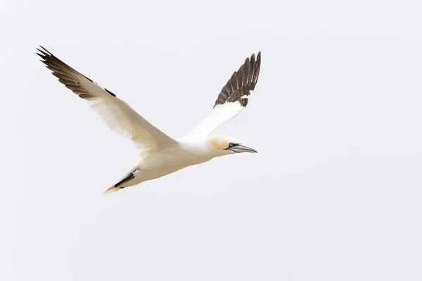 Gannet settentrionale in volo — Foto Stock