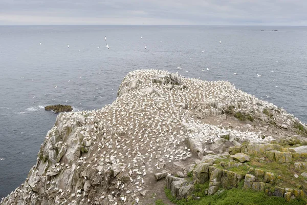 Noordelijke Gannet op het fokken van de site — Stockfoto