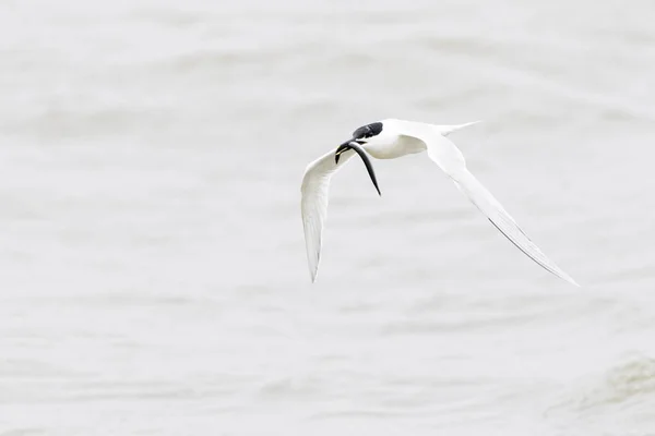 Sandwich tern in flight — Stock Photo, Image