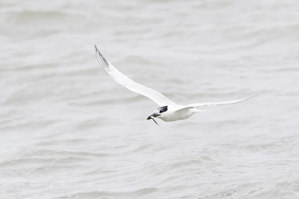Sandwich tern in flight — Stock Photo, Image
