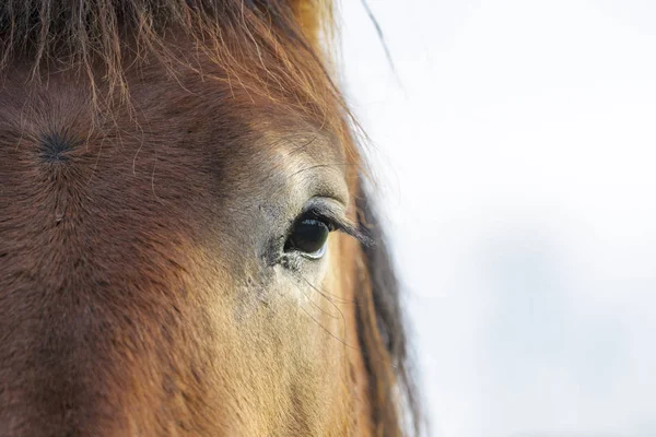 Paard close-up, met oog — Stockfoto