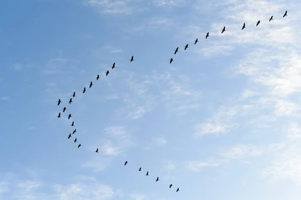 Common cranes flying in formation — Stock Photo, Image